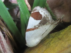 Sphragifera biplagiata