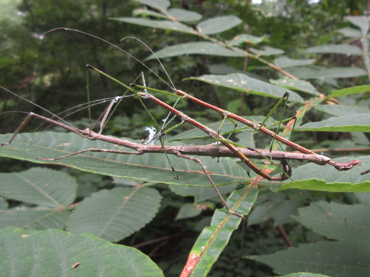 Phraortes elongatus (Thunberg, 1815)