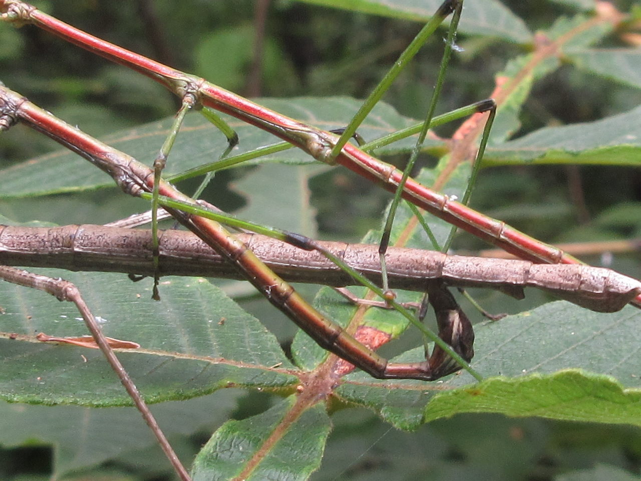 Phraortes elongatus (Thunberg, 1815)