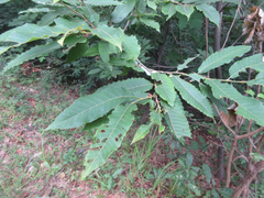 Castanea crenata