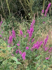 Lythrum salicaria