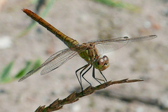 Sympetrum meridionale