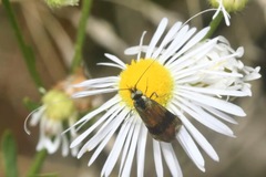 Nemophora fasciella