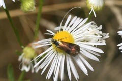 Nemophora fasciella