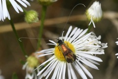 Nemophora fasciella