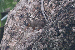 Heliosciurus rufobrachium