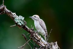 Chloropicus obsoletus