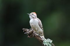 Chloropicus obsoletus