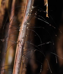 Xylaria filiformis