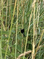 Calopteryx splendens