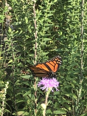Danaus plexippus