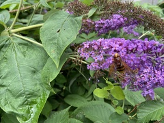 Volucella zonaria