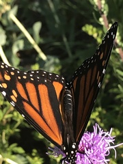 Danaus plexippus