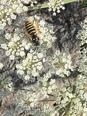 Dolichovespula media