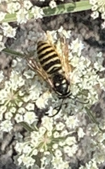 Dolichovespula media