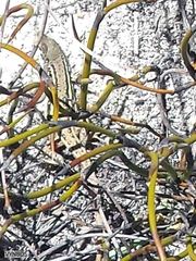 Pedioplanis burchelli