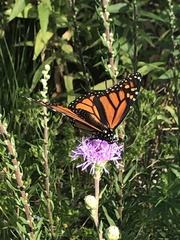 Danaus plexippus
