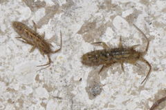 Orchesella quinquefasciata