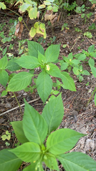 Impatiens parviflora