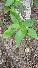 Impatiens parviflora