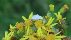 Udea lutealis