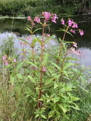 Impatiens glandulifera