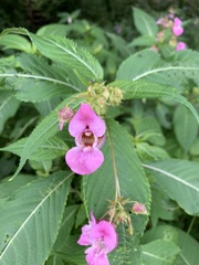 Impatiens glandulifera