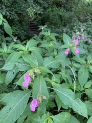 Impatiens glandulifera