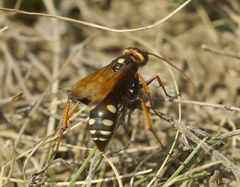 Cryptocheilus octomaculatus