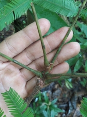 Pseudopiptadenia suaveolens