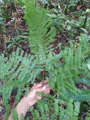 Pseudopiptadenia suaveolens