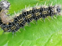 Aglais urticae
