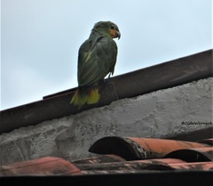 Amazona amazonica amazonica