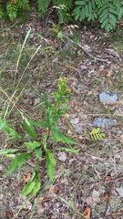 Solidago virgaurea