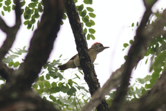 Campethera punctuligera