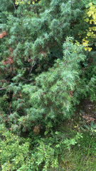 Juniperus