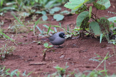 Lagonosticta larvata