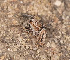 Paraphilaeus daemeli