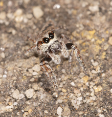 Paraphilaeus daemeli