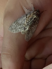 Peridea basitriens