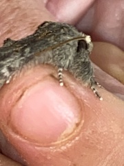 Peridea basitriens