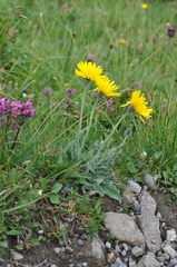 Hieracium villosum