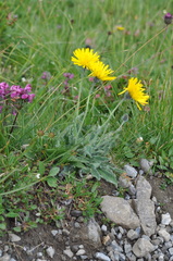 Hieracium villosum