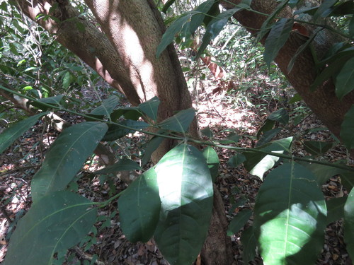 Image of Faramea occidentalis by (c) Alexis López Hernández, some rights reserved (CC BY)