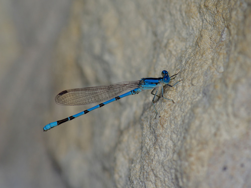 Aztec Dancer (Argia nahuana), a species recorded in New Mexico