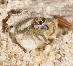 Opisthoncus abnormis