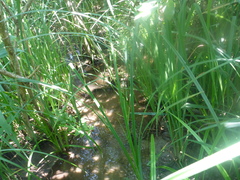 Carex pilosa