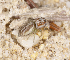 Opisthoncus abnormis