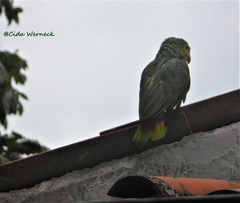 Amazona amazonica amazonica