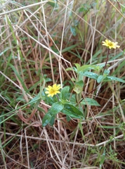 Sanvitalia procumbens